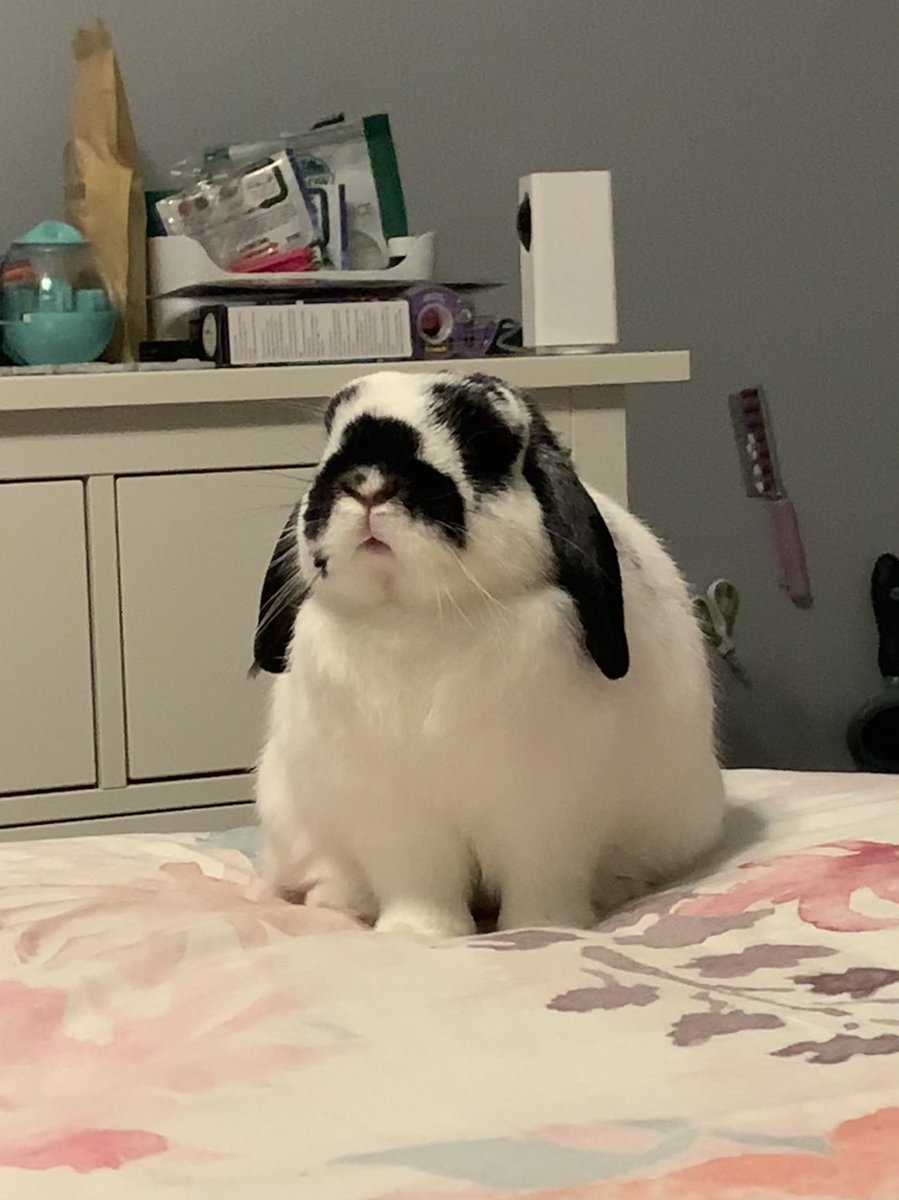 starsleeps tweet media