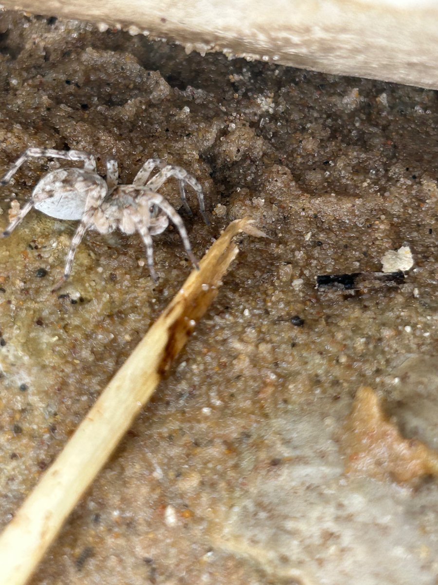 stromfyr's tweet photo. can't figure out this one, possibly a type of wolf spider? it was beautiful !! https://t.co/oDBxCy6nZQ