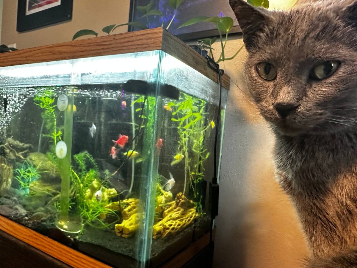 LittleBeefyBoy's tweet photo. Hi. Socks here. Roast Beef's best bro and caretaker.

I can't in good conscience continue to contribute to content on this website.
Beef and I both sincerely appreciate every one of you that has shown love to my special beefy baby.
We'll miss you.
Here's one for the road.  🤘✌️🤙 https://t.co/oigRAor4fT