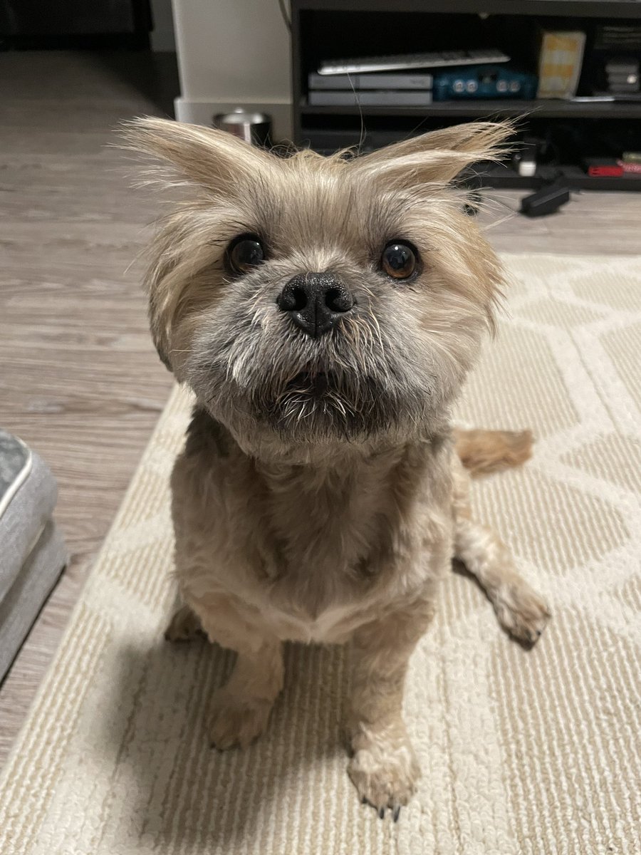 dog_rates's tweet photo. This is Gus. He has never had a bad hair day. But he has had a wide variety of good hair days. 12/10 https://t.co/OKjvIO7Nb3