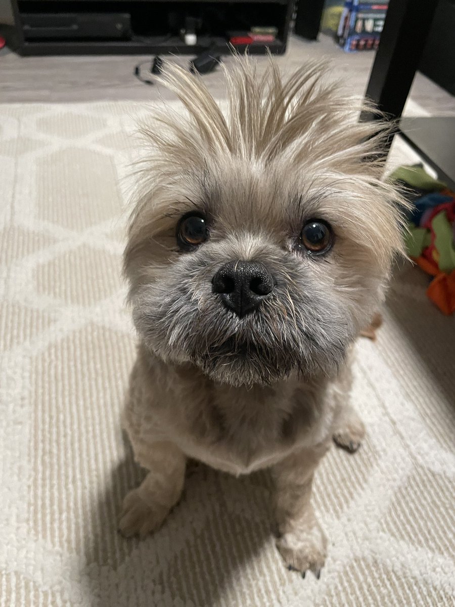 dog_rates's tweet photo. This is Gus. He has never had a bad hair day. But he has had a wide variety of good hair days. 12/10 https://t.co/OKjvIO7Nb3