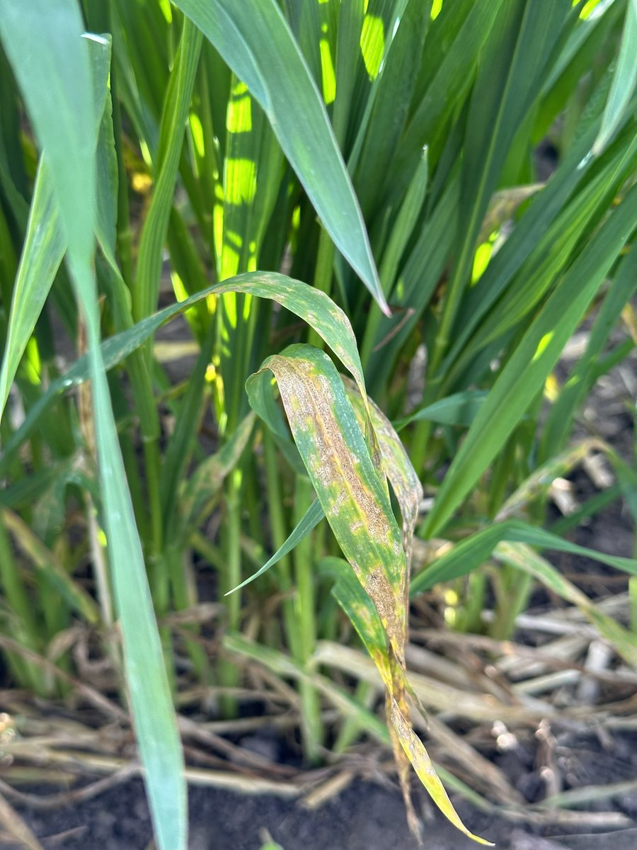 ‼️ Septoria trials in the Wimmera and south Mallee have shown higher levels of disease than they have at this time during 2022. Consider control options where susceptible wheat crops with high yield potential are sown. Septoria can cause up to 40% yield losses.