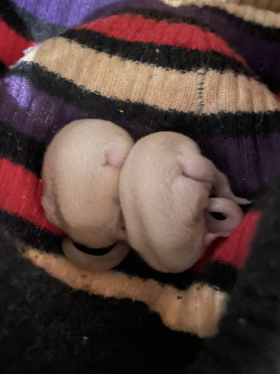 デリシャスハギ(フグーズ) tweet media