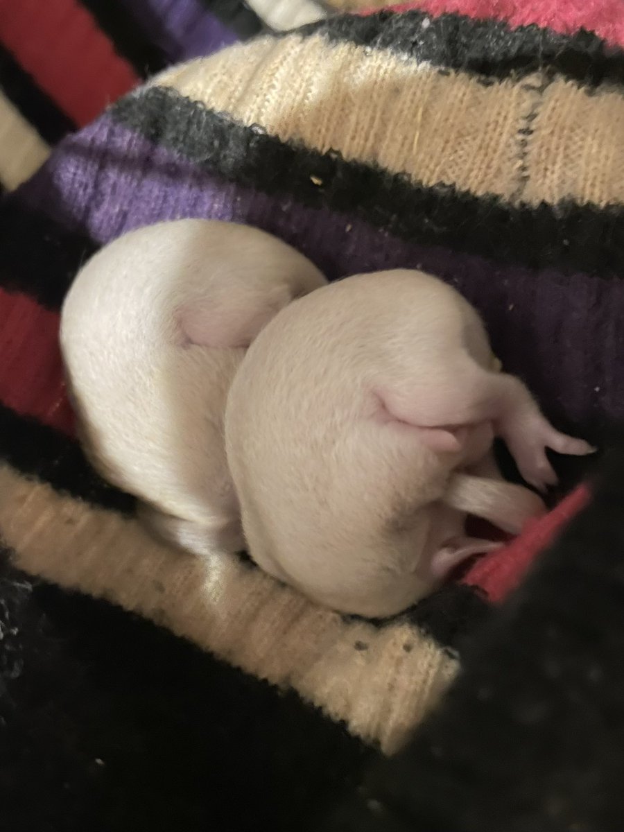 デリシャスハギ(フグーズ) tweet media