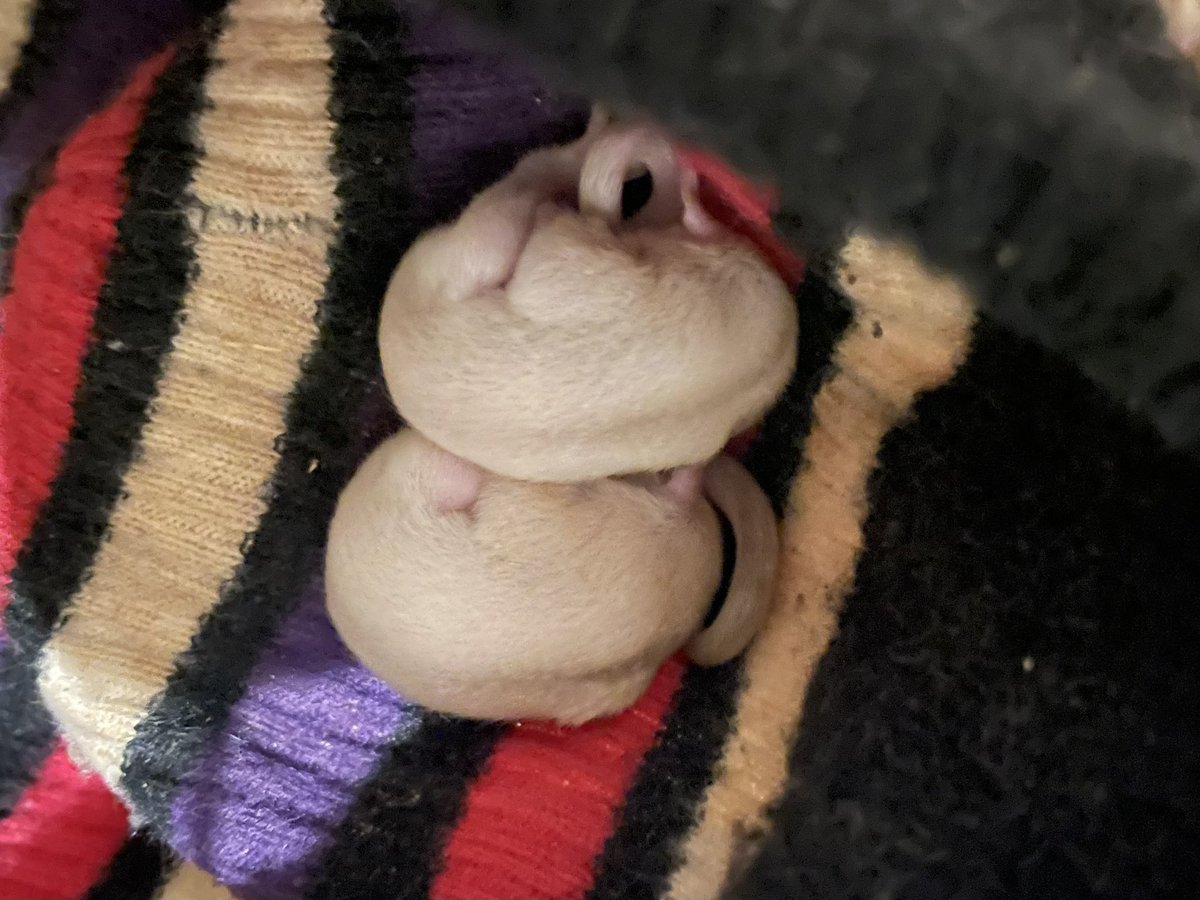 デリシャスハギ(フグーズ) tweet media