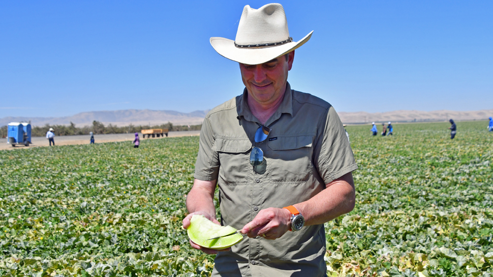 Thanks to <a href="/NeillCallis/">Neill Callis</a> of <a href="/turlockfruit/">Turlock Fruit</a> for teaching me how to tell a good #honeydew melon. Just look for the Sycamore sticker - that's their choice label. It's always fun sampling top-notch fruit in the field. These melons are way better than the ones found in fruit cups