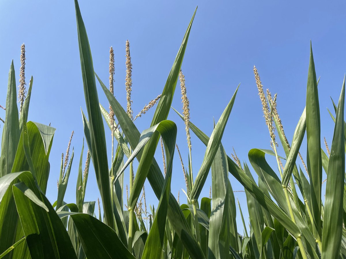 Scott Cressman tweet media