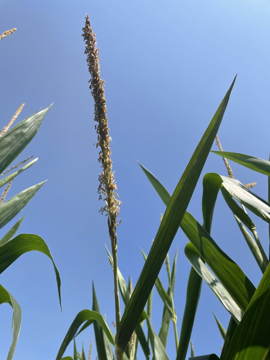 Scott Cressman tweet media