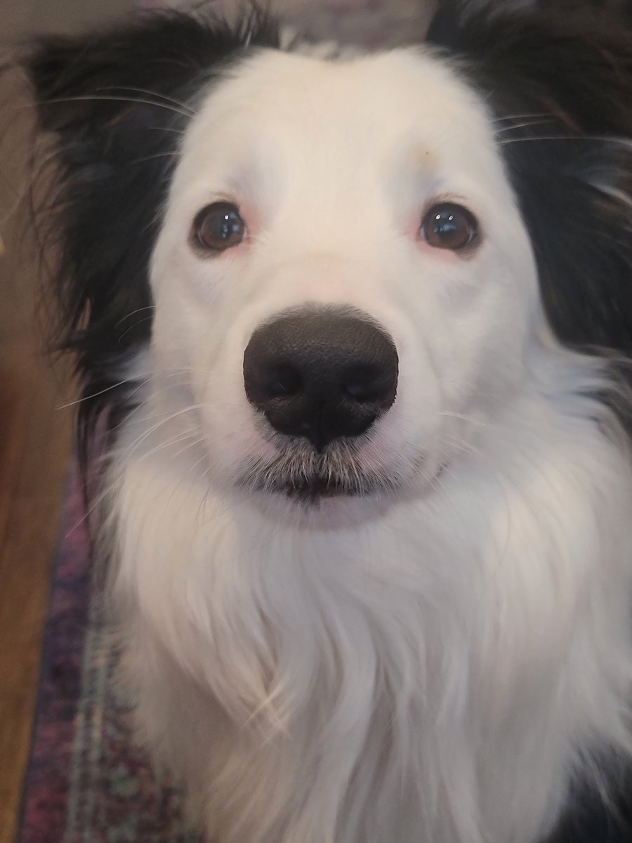 KatJagodzinski's tweet photo. Boop for good luck. #web3dog #Belmont #australianshepherd https://t.co/fnsWU0oLPx