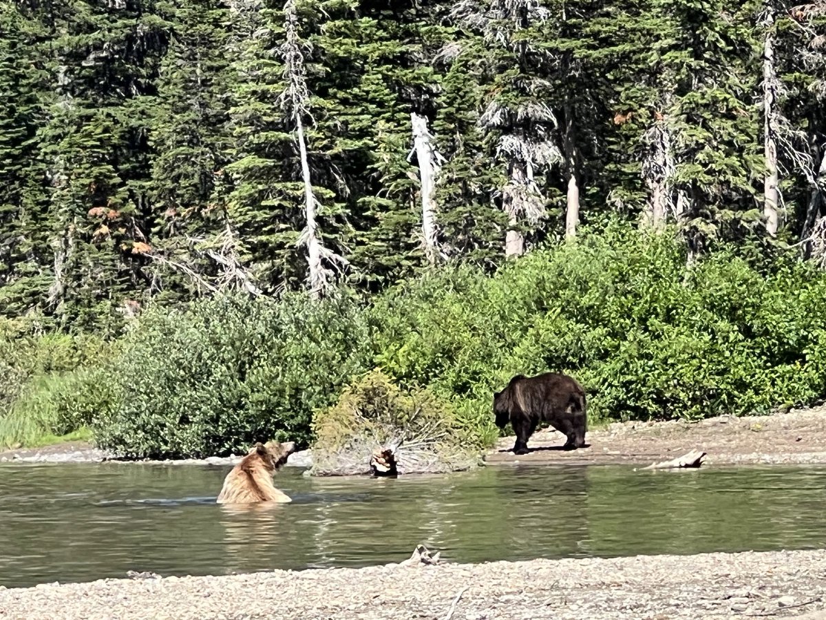 Back in cell service! Wow! What  an adventure in Montana, Glacier National park, Alberta and more!

75 yards face to face with two Grizzlies.