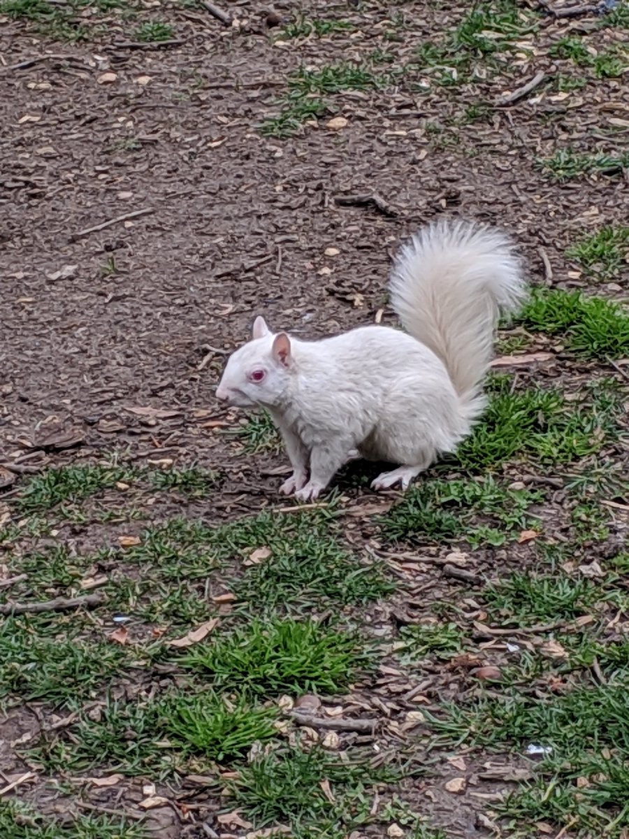 Sagemoon_ssb's tweet photo. @alonelychime Yeah it's by the capital! I think I also saw this squirrel  there (or a relative?) 4 years ago when I went. https://t.co/JHMU05ZE16