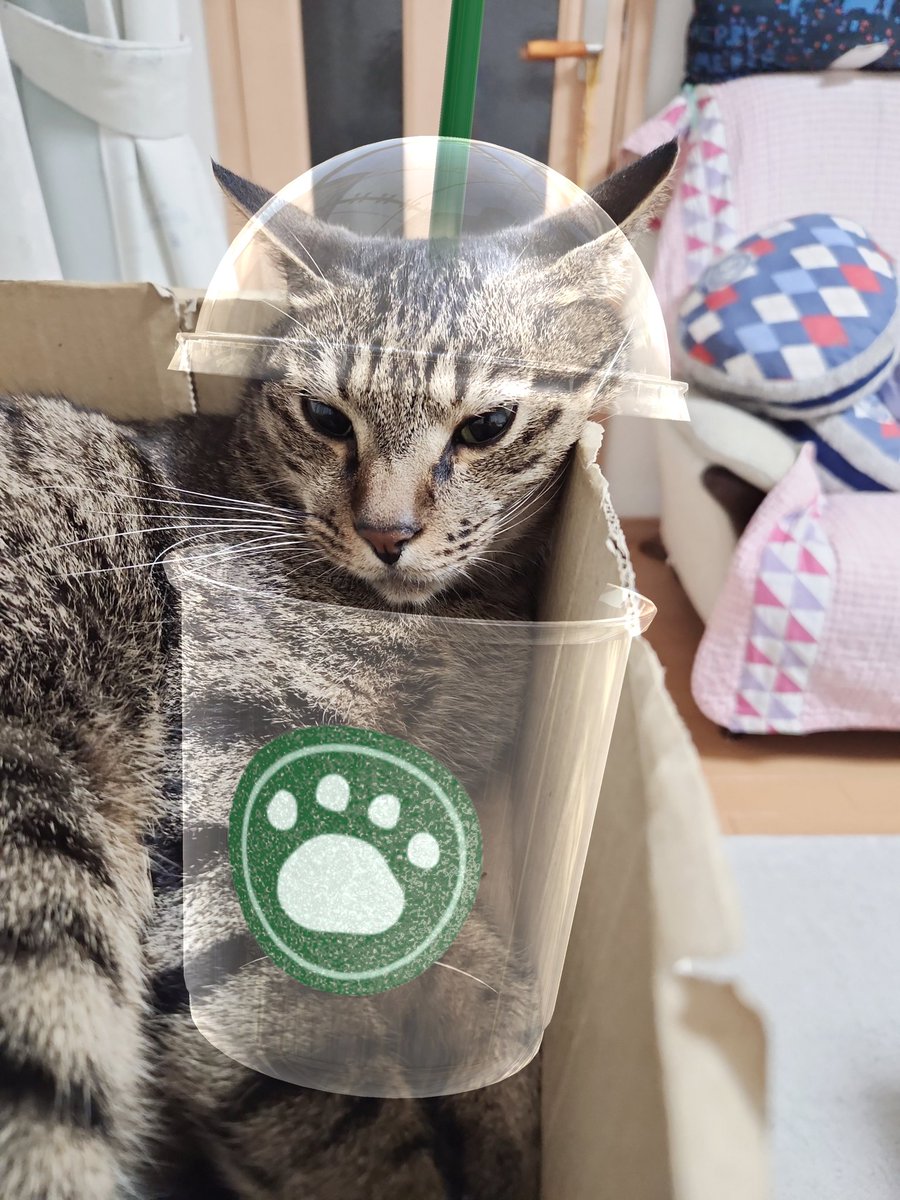 chomomo_mo's tweet photo. SNOWにイヌ・ネコ用があると聞いて
#猫 #ねこ https://t.co/H5XOwOgEtZ