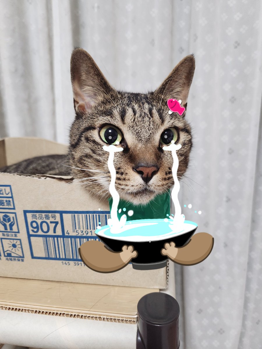 chomomo_mo's tweet photo. SNOWにイヌ・ネコ用があると聞いて
#猫 #ねこ https://t.co/H5XOwOgEtZ
