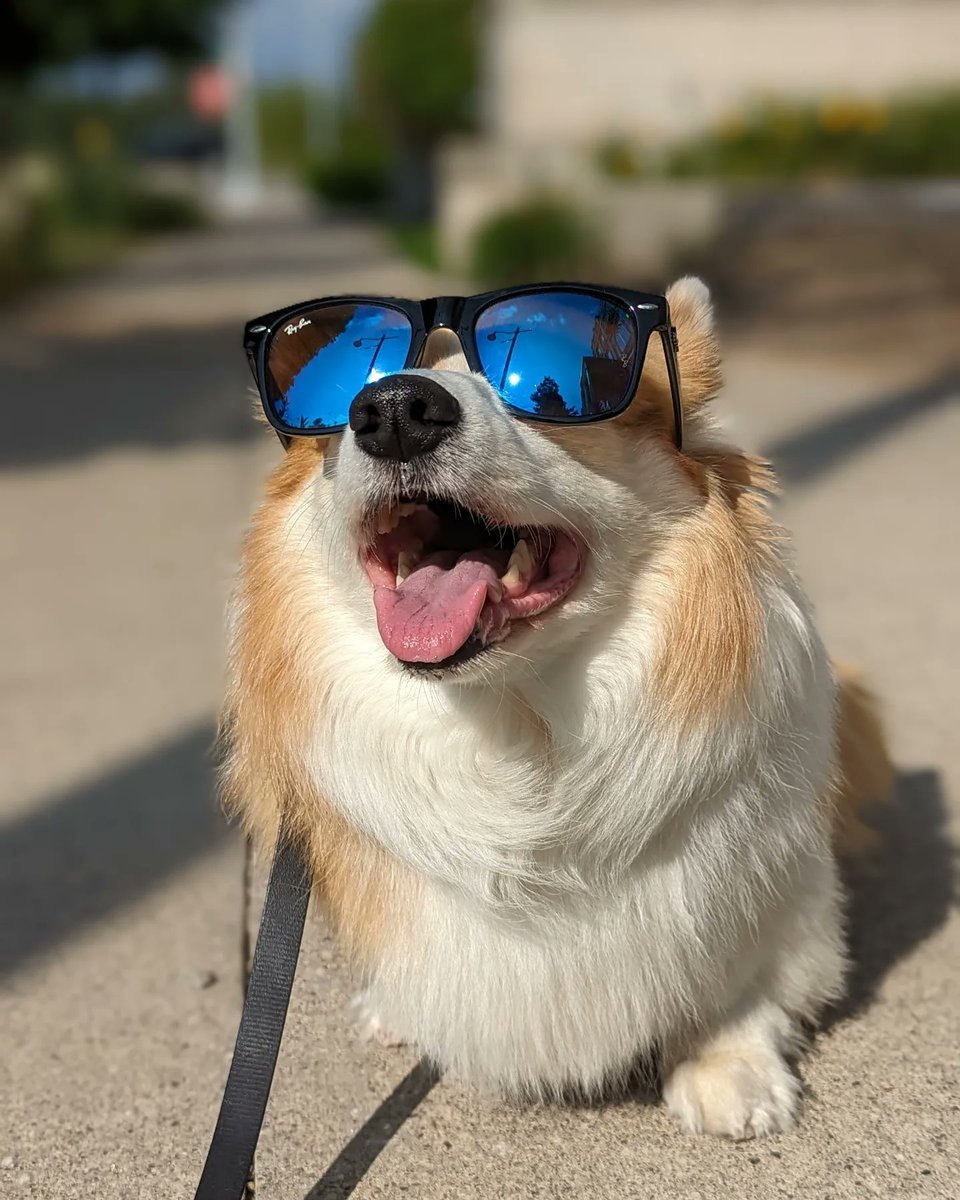 kimchithecorgi tweet picture