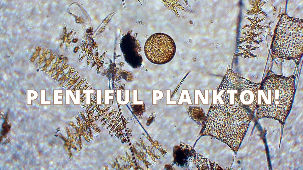 Don't miss Plentiful Plankton today at Tofino Resort+Marina from 1- 4pm. Learn why these organisms are so important in our marine food web! Everyone welcome!

#outdoorlearning #raincoasteducation