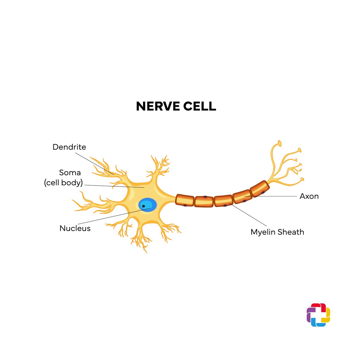 SanDiegoBiomed's tweet image. Here at SDBRI, the Milner lab focuses on the design of new therapeutic approaches aimed at fighting multiple sclerosis! 
Read more at @sd_biomedical instagram.com/p/CvN8hIyvdbg/…