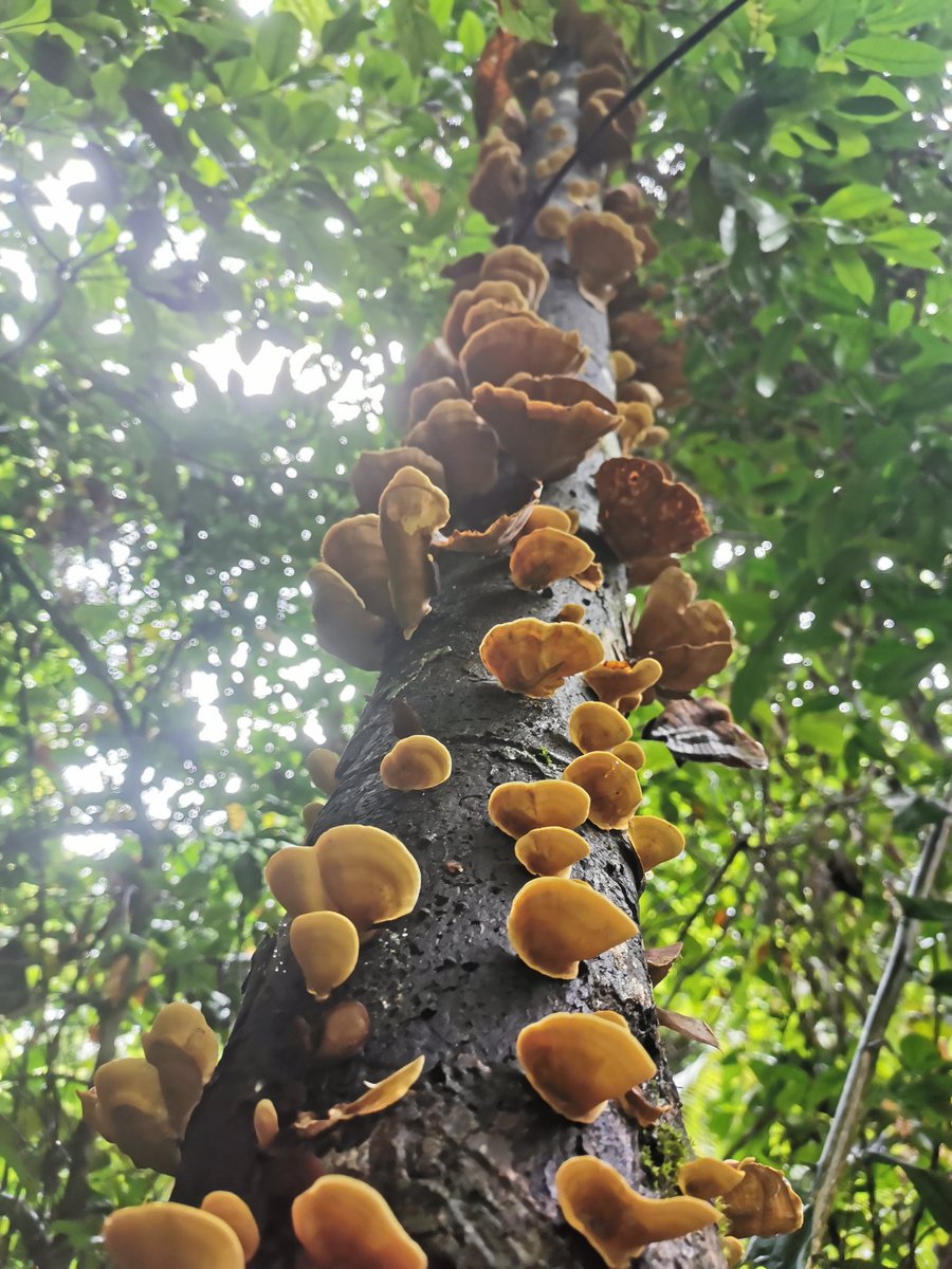 chedthaimarket's tweet photo. #shroomlife #shroom
πππ https://t.co/7xqGeb5l8Q