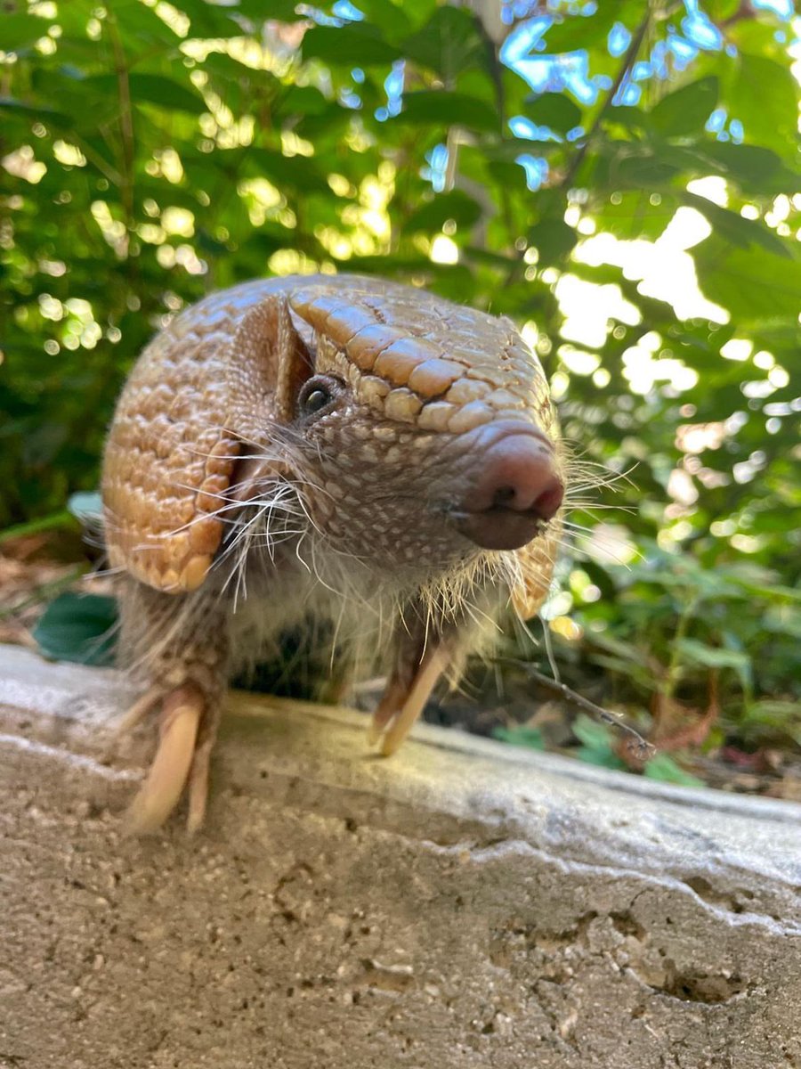 SanAntonioZoo's tweet photo. Your friendly neighborhood Wilson https://t.co/ThySqVkU2B