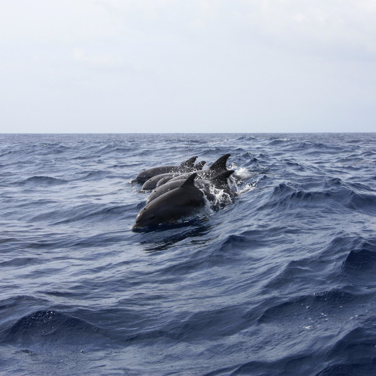 The National Whale & Dolphin Watch will be taking place across the country next week. Join us at Berry Head between 7am & 5pm from Monday 31st July until Friday 4th August to be involved in the watch. No need to book - just turn up at the end of the headland.