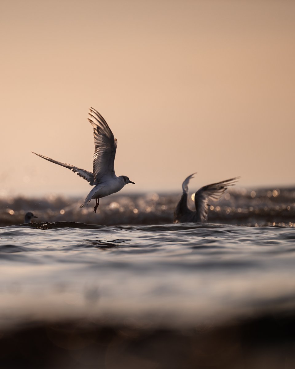 A few watery moments from PEI recently. @brookeshaden is the mermaid in image #3.