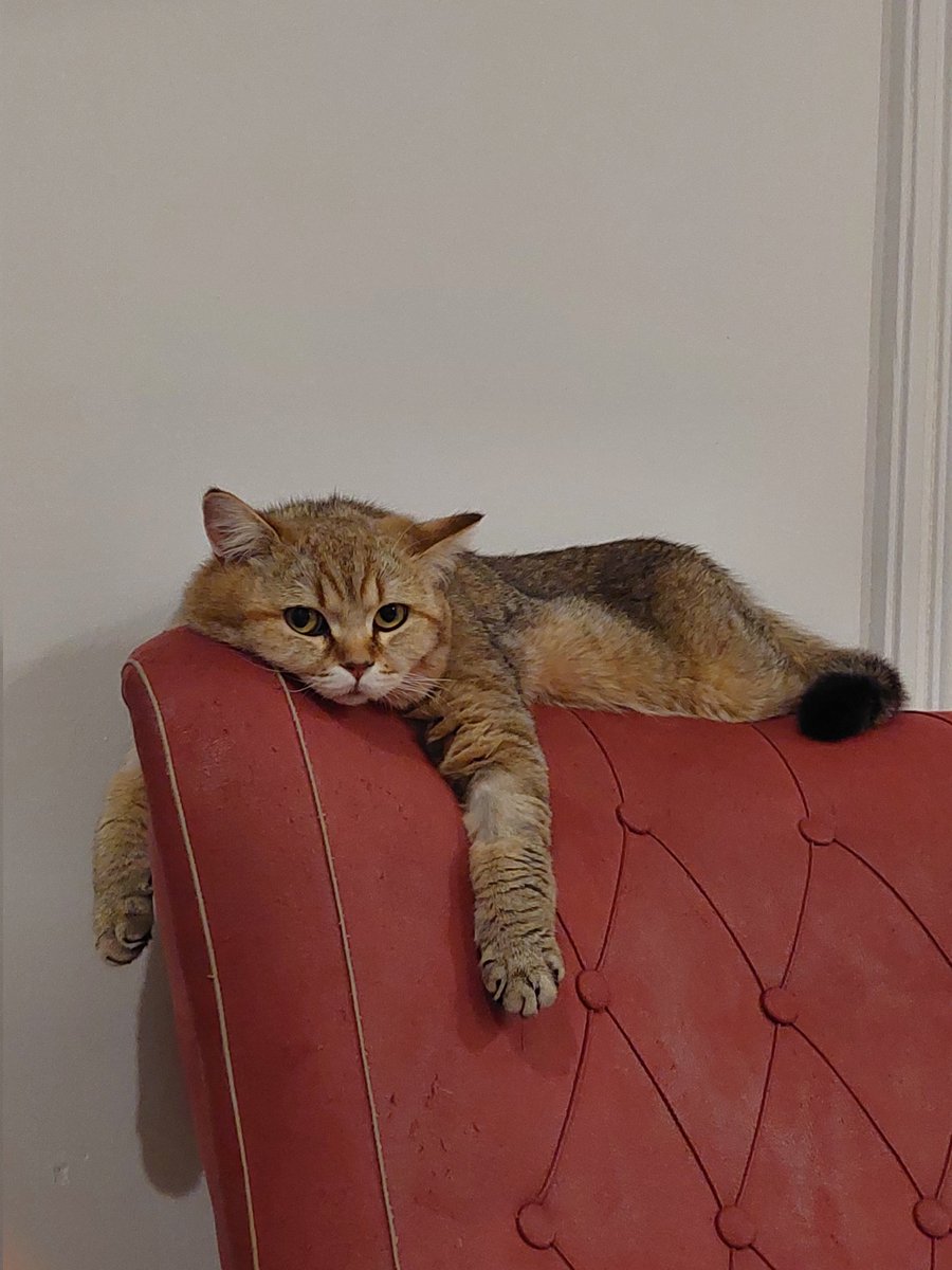 Hiç mutsuz dertli bi kedi gördünüz mü