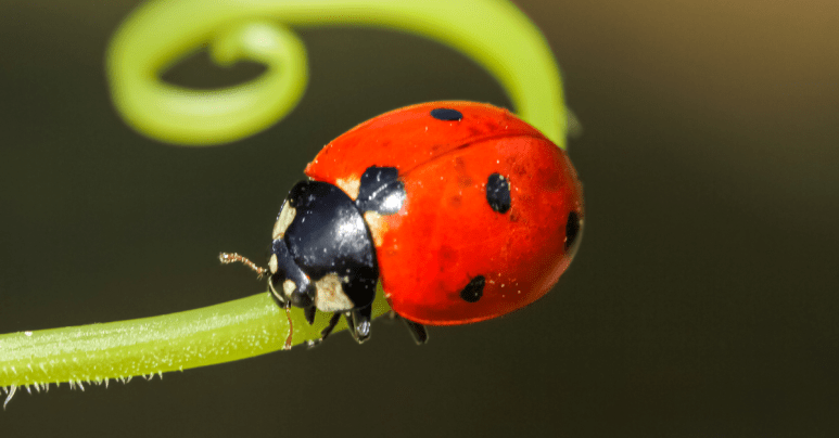 S3 Ep145: Bugs With Impressive Names! dlvr.it/SsqZGx