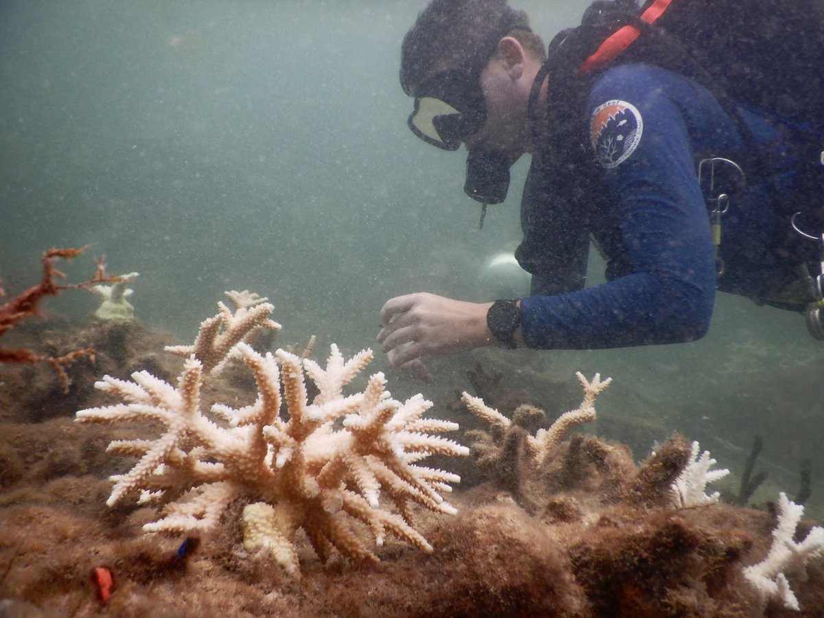 Coral Crisis 🚨
As many have heard, Florida’s Coral Reef is in the midst of a significant bleaching event as a result of the unprecedented elevated ocean temps.

There have already been devastating impacts through the FL Keys w/ continued bleaching and mortality expected… 🧵👇