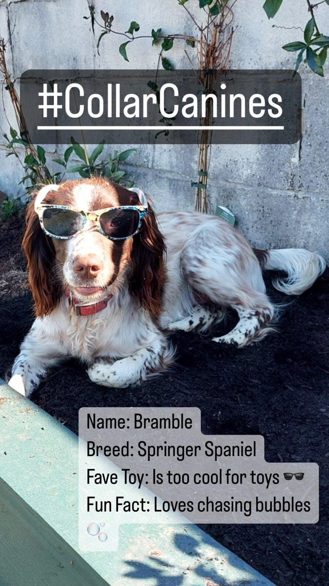 COLLARtheplay's tweet photo. #CollarCanines - Day 14

Meet Bramble! 🐾

Bramble is another Collar Canine who’s supporting the debut of COLLAR at the #edfringe #edfringe23 this August 🐶 

The London preview is in 4 days time, so head on down to @BreadandRosesTC at 7pm on Monday 31st! https://t.co/SPHHVM92dj https://t.co/lOOFCLkk4e