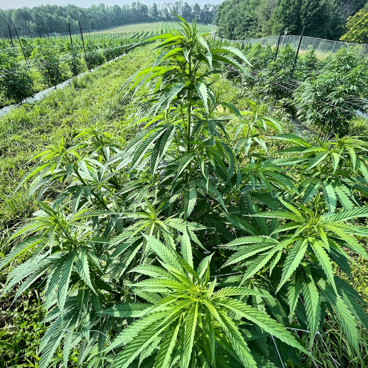 Greenman Acres tweet media