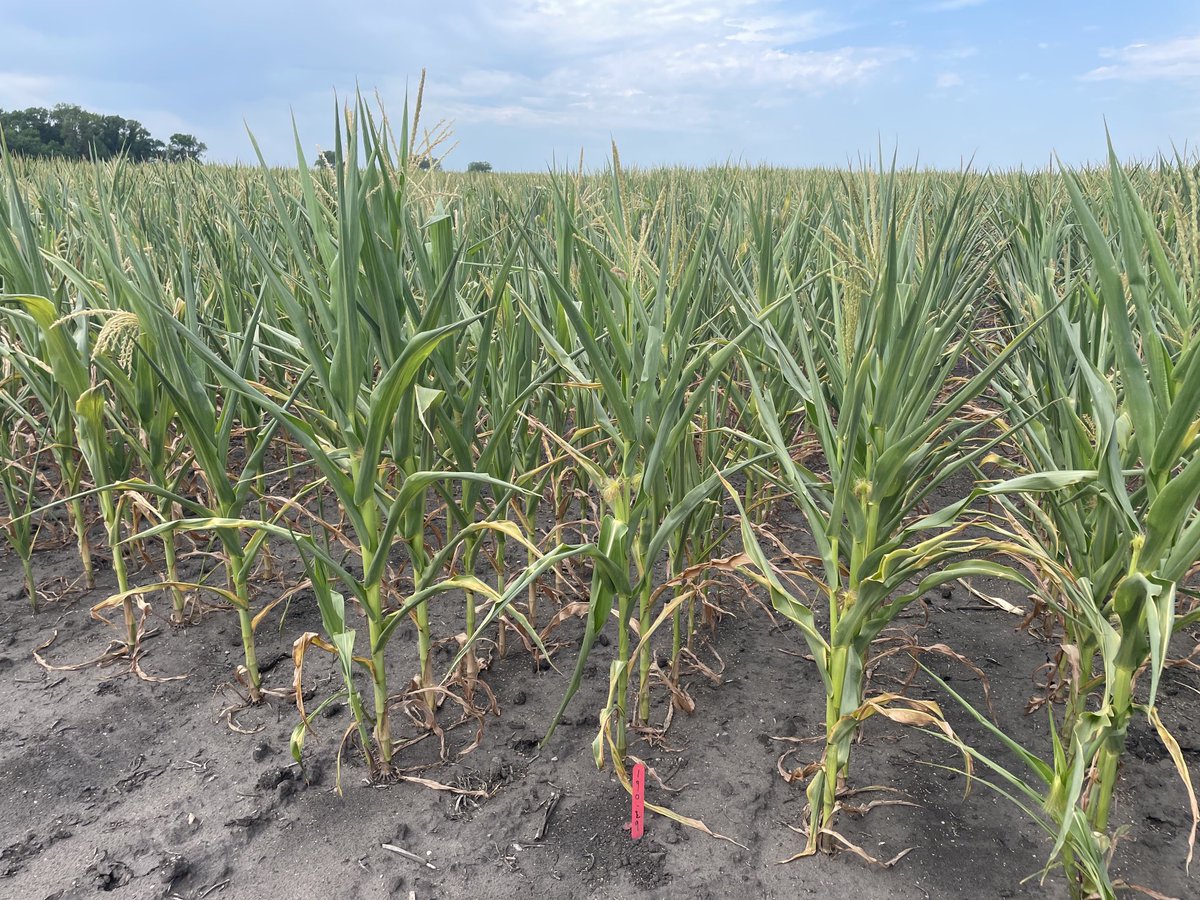 CromptonChannel's tweet photo. You always start out with high hopes…but when mother nature slaps you down…it hurts 💔 https://t.co/oiLPbyElt3