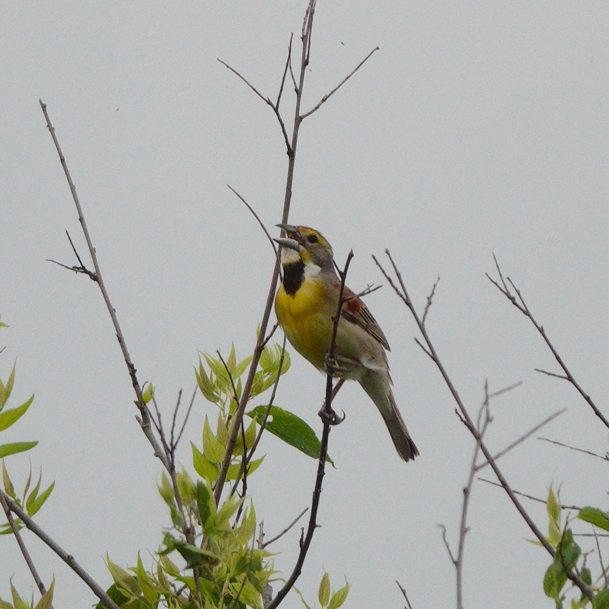 david_schmittou's tweet photo. Dickcissel. It was a pretty gray day when Mark and I took the guided bird tour at Mitchell Lake Audubon Center. Dickcissels were passing through. We saw dozens and heard many, many more! 05-28-23 #birding #birdphotography #songbirds #birdcp #birdcpp #birdphotos #birdsoftexas https://t.co/JMtMouRUpc