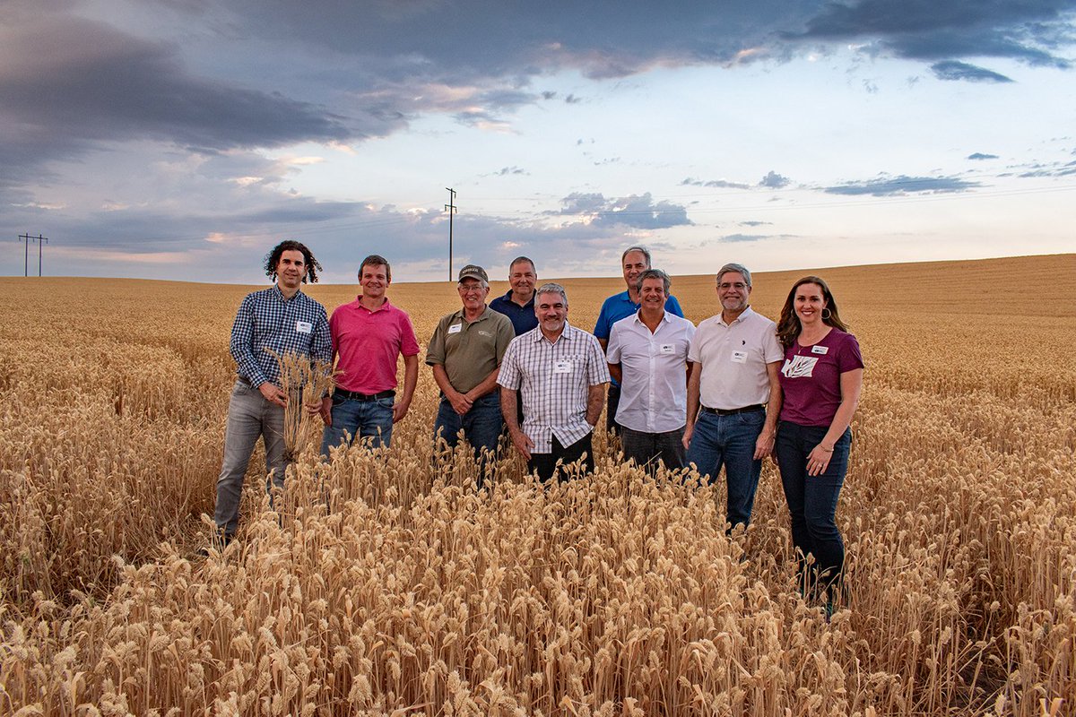 WashingtonGrain's tweet photo. Representatives from several Chilean milling companies traveled through Eastern Washington with @washingtongrain to learn about #WashingtonGrown soft white wheat.
@uswheatassoc #WAwheat #smallgrains #endusequality #marketdevelopment #exportmarkets #Chile https://t.co/w8zwnwU7Xs