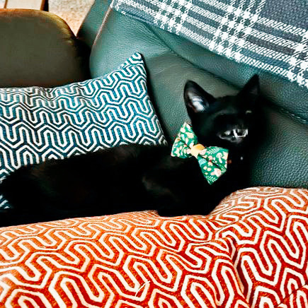 MadeByCleo's tweet photo. Micropanther is in the house.🖤 📸 Featuring kitty customer, Guillermo wearing his "Forest Fantasy" 🌿🍄 #catcollar + #catbowtie. Exclusive design from Made By Cleo. Handmade in the USA. https://t.co/E9xNNGTjto #blackcatsrule #catsoftwitter https://t.co/Ehldrvc49F