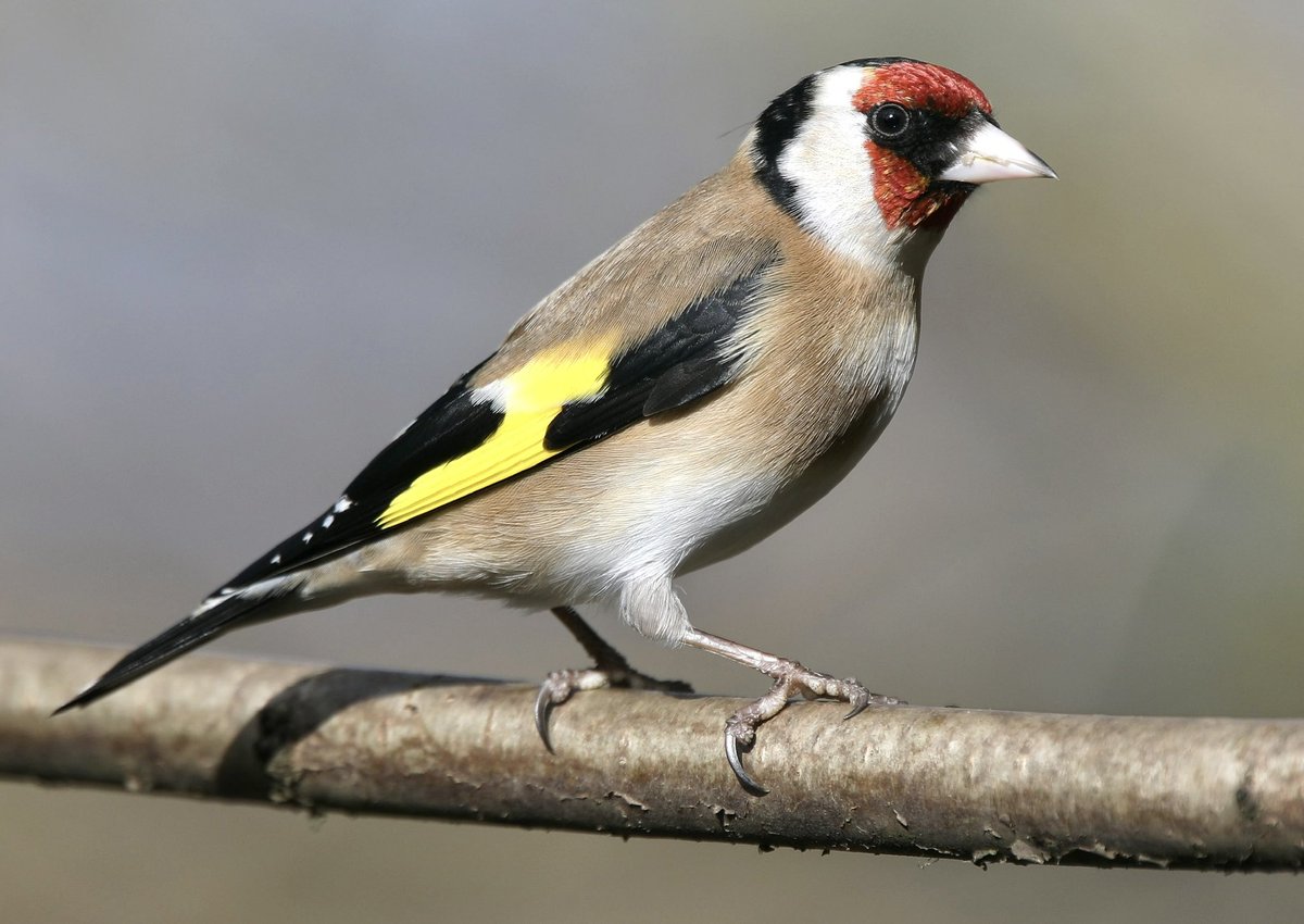 Tonight’s thread, multi coloured I’ll start with this European Goldfinch, Southport UK 🇬🇧