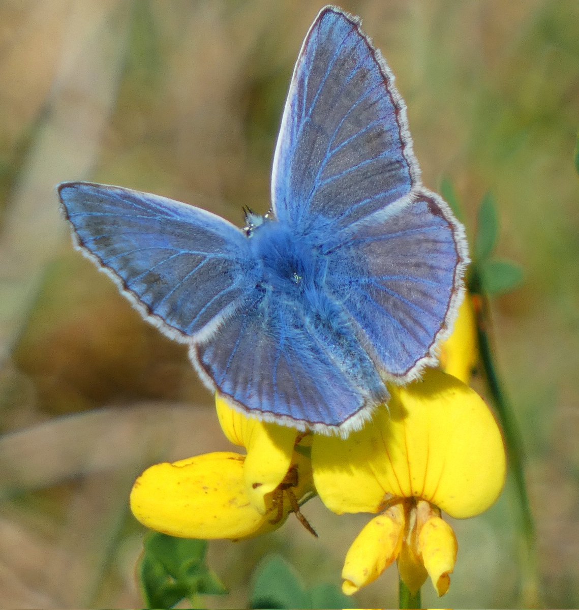 One more butterfly from Longham on Tuesday- a stunning common blue! @BC_Dorset @swlakes @SightingDOR @DorsetWildlife