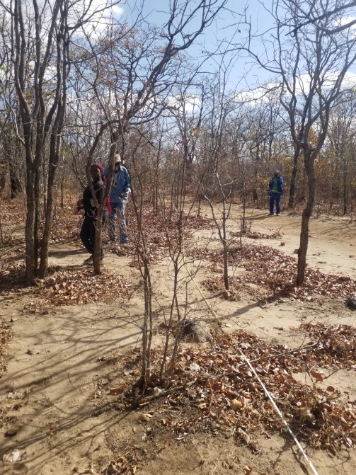 eddynyamgadza's tweet photo. #Zim has began its journey to the development of it's first #FREL which is one of the first steps #Zim need to take to benefit from #REDD+.#colophospermummopane @ESAVegetation @UNDP_CF @REDDCommunity @FAOForestry @WWFForestCarbon @gfoi_forest @SilvaCarbon_ @rocio_condor https://t.co/jQ2CfgchEV