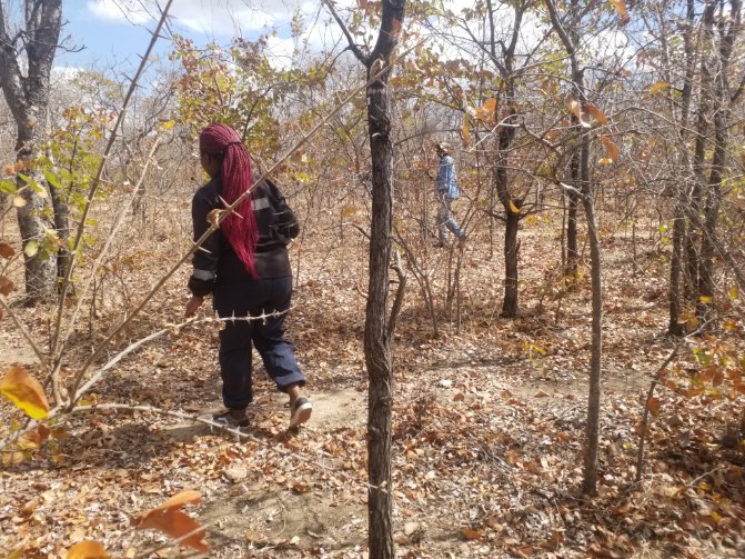 eddynyamgadza's tweet photo. #Zim has began its journey to the development of it's first #FREL which is one of the first steps #Zim need to take to benefit from #REDD+.#colophospermummopane @ESAVegetation @UNDP_CF @REDDCommunity @FAOForestry @WWFForestCarbon @gfoi_forest @SilvaCarbon_ @rocio_condor https://t.co/jQ2CfgchEV