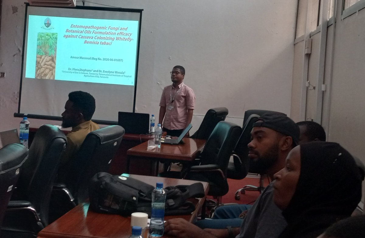 ShirimaRudolph's tweet photo. Massoud Amour of #IITA's PASHA-Tz Team defends His Masters thesis at The #UDSM. His ground breaking #research highlights the Efficacy of botanical oils and entomopathogenic fungi in controlling an important #cassava pest, #Bemisia tabaci. https://t.co/39Mhdao7QZ
