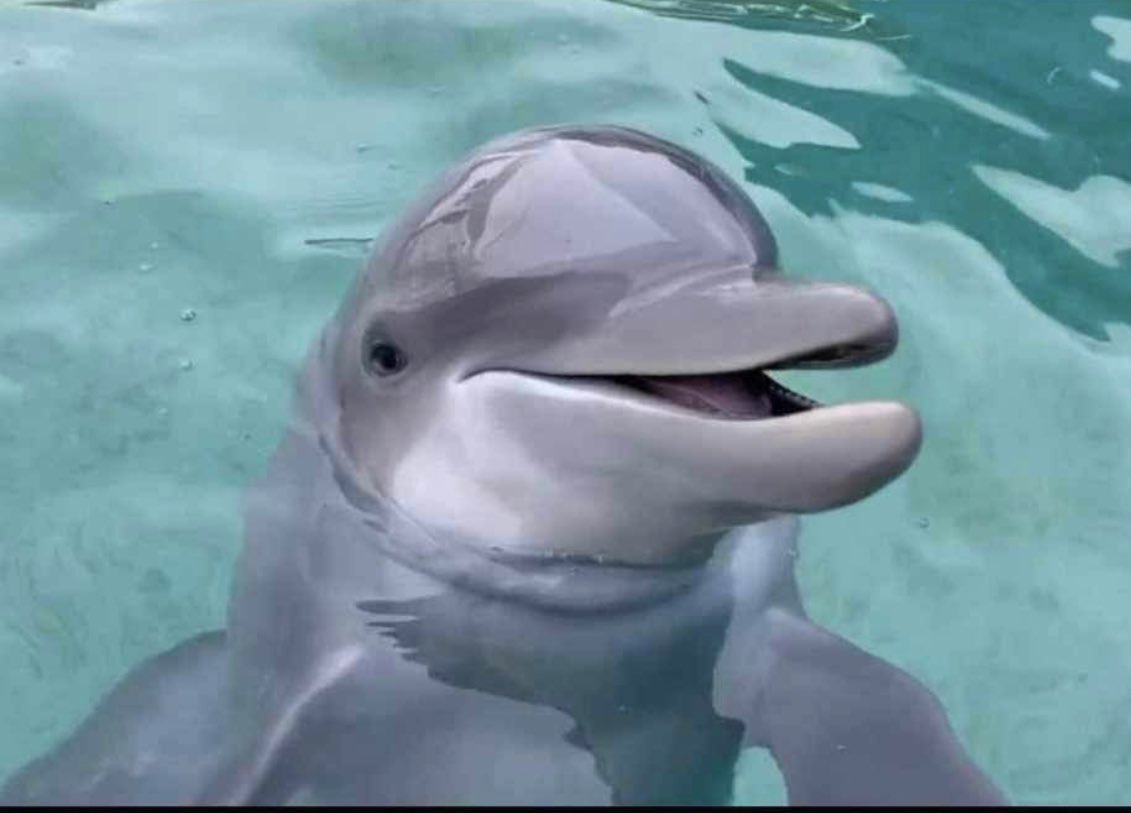 walruswhisperer's tweet photo. BREAKING: Luna, a 20 year old female captive dolphin has died at the Miami Seaquarium. Please boycott this awful and cruel facility. Shame on the @MiamiSeaquarium! #RIPLuna https://t.co/IWmg9EICY6