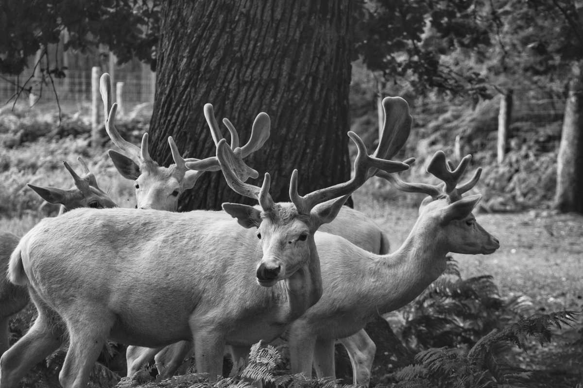 Gr3eg4's tweet photo. https://t.co/TxRBxQJU99

#deer #photography #canon #france #nature #photooftheday #travel #cerf #wildlife #picoftheday #travelphotography #naturephotography #photo #wildlifephotography #animals #animal #canonphotography #beautiful #europe #wild #landscape #naturelovers https://t.co/tMCjeAIgQc