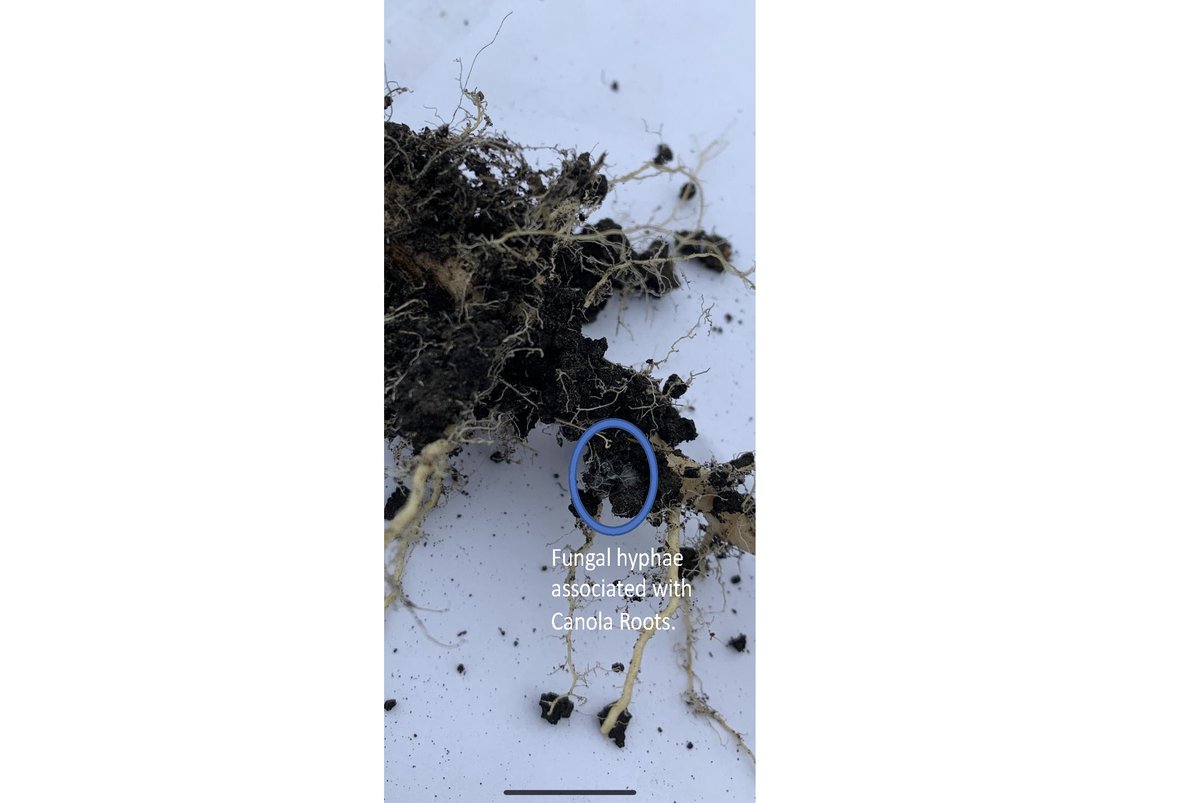 Canola roots do Associate with beneficial fungi. This is Canola grown at New Era Ag Research in Swan River, Manitoba, Canada (3rd party research company). Great root systems, and very healthy plants. This photo shows fungal hyphae growing amongst the canola roots.