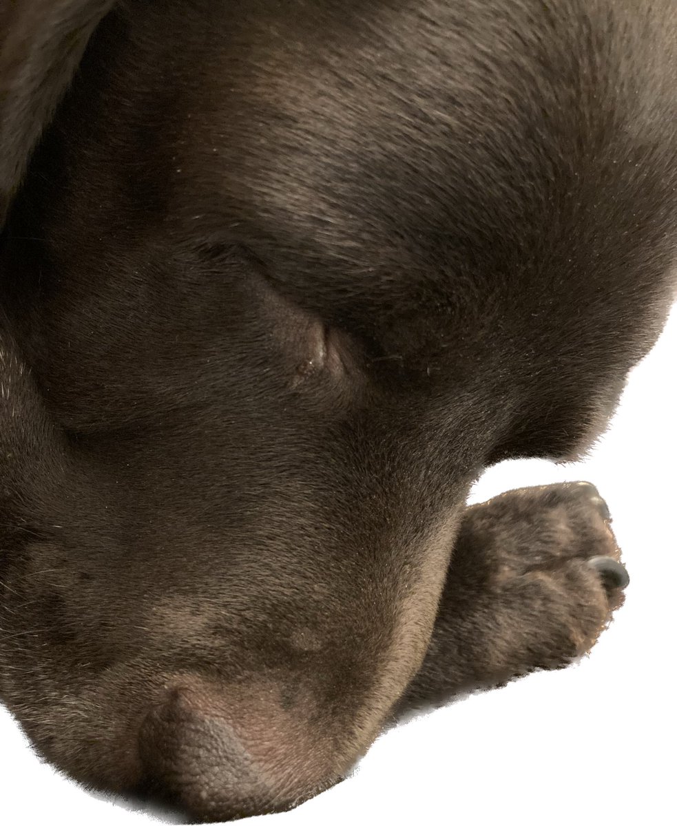 So this is Danny my best mate and thunder buddy who we lost 3 months ago. Still struggling not having my stooge around 🥲