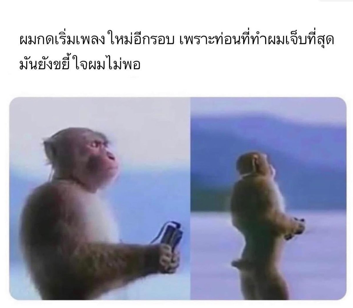 𝐥𝐨𝐥𝐨𝐧𝐠 tweet media