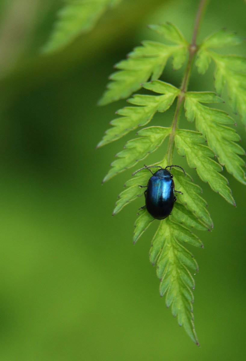 RumyanaW's tweet photo. Gm fam and nature lovers! 🦋🐝🪲

Diversity, complexity  and pattern in nature for #InsectThursday
#nature #patterninnature #wildlife #wildlifephotography #insects #NaturePhotography https://t.co/M4ue22WcP2