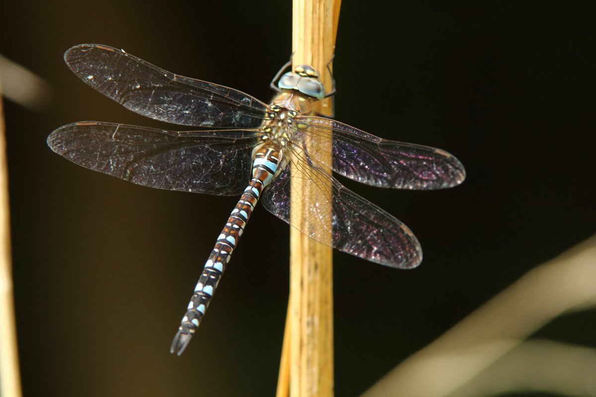 RumyanaW's tweet photo. Gm fam and nature lovers! 🦋🐝🪲

Diversity, complexity  and pattern in nature for #InsectThursday
#nature #patterninnature #wildlife #wildlifephotography #insects #NaturePhotography https://t.co/M4ue22WcP2
