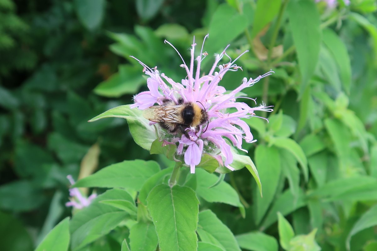 BuchTill's tweet photo. Ein schöner Rücken kann auch entzücken, Hummel-Gruß an @BWintgens ... allerlei Hummeln im Garten in #Geitelde und - drittes Bild - am Heerter See, könnte dort rechts im Bild die (hummelparasitische) Breitstirnblasenkopffliege zu sehen sein - Frage an @A_Haselboeck? https://t.co/iThpvVRT6n