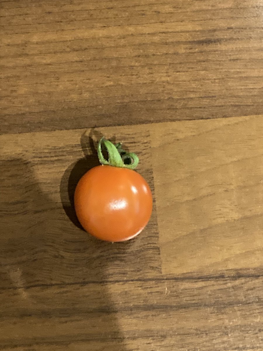 chattyplatty's tweet image. #TinyJoys is our first ripe homegrown tomato !! 🍅❤️