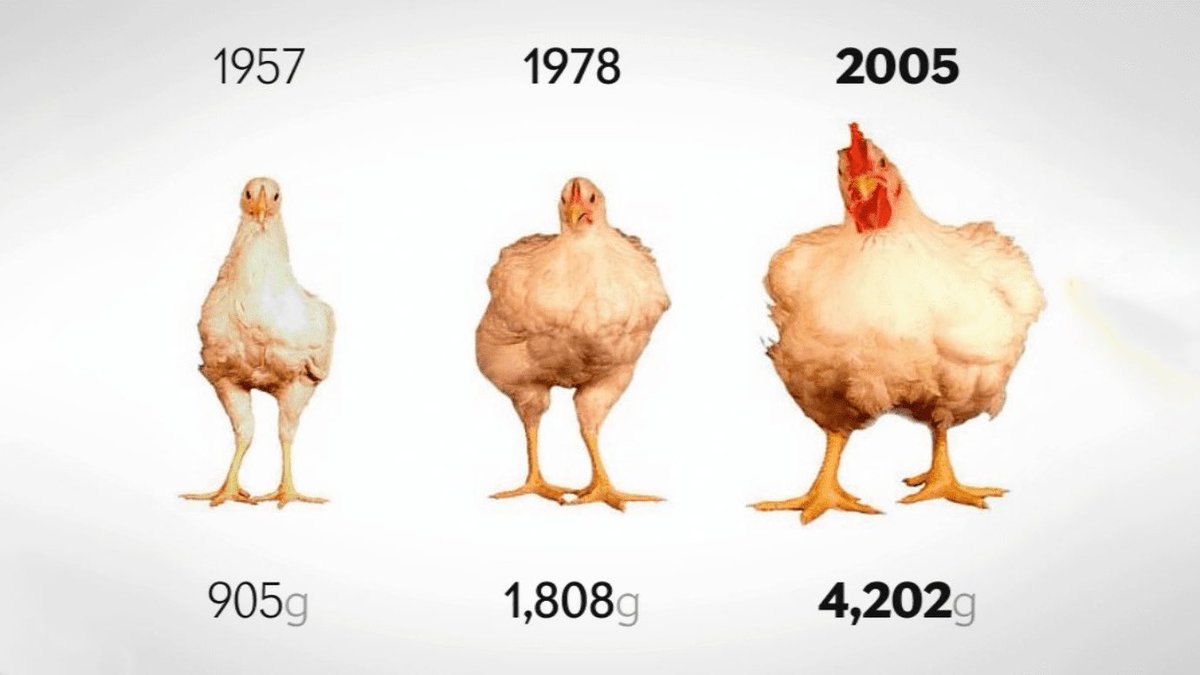 Eize Basa tweet media