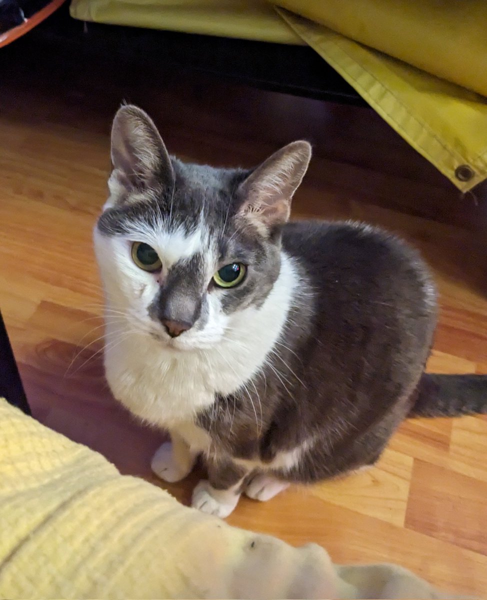 Amber 🐀 tweet media