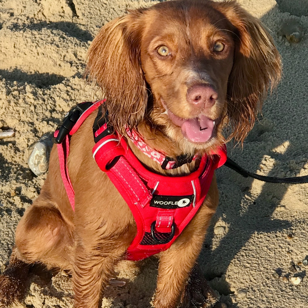 wooflesuk's tweet photo. 🐶 How gorgeous is this picture of Clemmie on the beach? 🥰

https://t.co/54OaW8XKCB

#wooflesuk #dogfashion #walkies #dogharness #ilovemydog https://t.co/0favlHYzxx